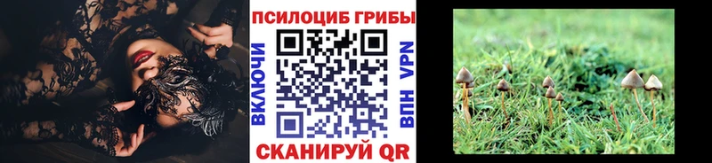 как найти   Цивильск  Галлюциногенные грибы Magic Shrooms 